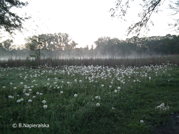 Miedzychód